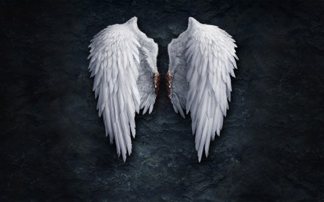 8879305-angel-wings-creative