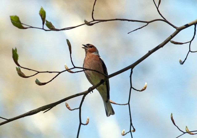 32052922156_8d51175913_b