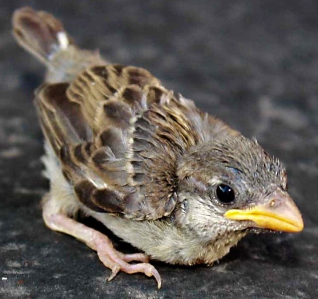 sparrowfledgling2012 (1)