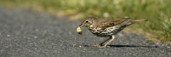 griveescargot_shutterstock_161348462_ban