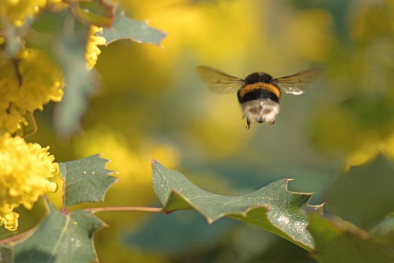 F6319DA1F843BEA7F7F6DBA3EADDBE1B-aardhommel