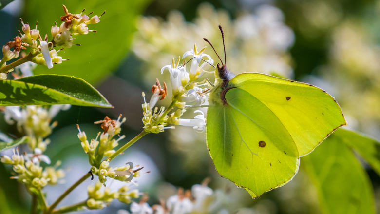 6577174EF7E8A39934981C85722C5F63-citroenvlinder-op-liguster